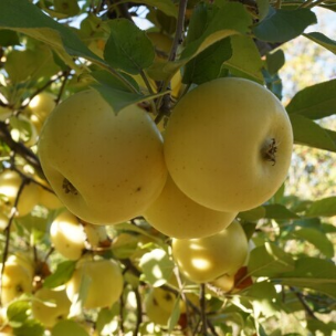 Anna Gold Apple Tree Anna Gold Apple Tree