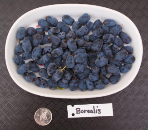 Borealis Haskap Plants Borealis Haskap Plants