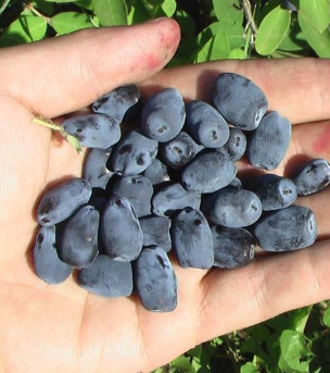 Indigo Gem Haskap Plants Indigo Gem Haskap Plants