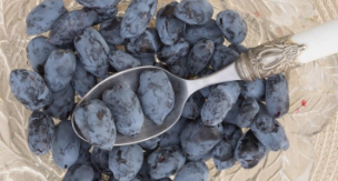 Boreal Beauty Haskap Plants Boreal Beauty Haskap Plants