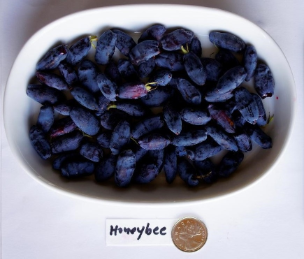 Honeybee Haskap Plants Honeybee Haskap Plants